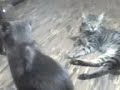 uriel-el-gato-ke-habla-gatos-llorones.html