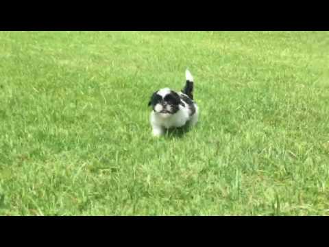 Bailey is the perfect Imperial Shih Tzu