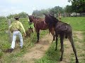 jumento comendo a egua jumento comendo a egua