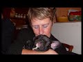 evolution de cousto mon bouledogue fran�ais