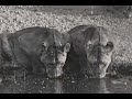 Hometown Tales - Leo\