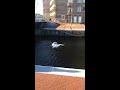 Ontsnapt uit Artis? RT @MartinFredriks: Filmpje van pelikaan op het Entrepotdok ! http://t.co/6rEKWKGg #artis #pelikaan #entrepotdok