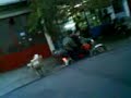 xanthi- gadias nivo....