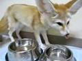 Continue drinking fennec