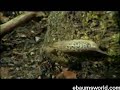 Leopard Slug Mating