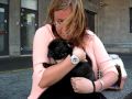 The French Bulldog Basse Arrival Copenhagen Airport