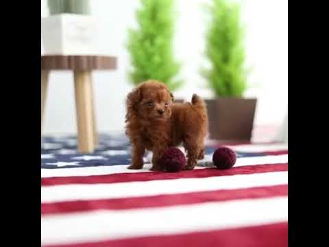 Oakley Micro Red Poodle