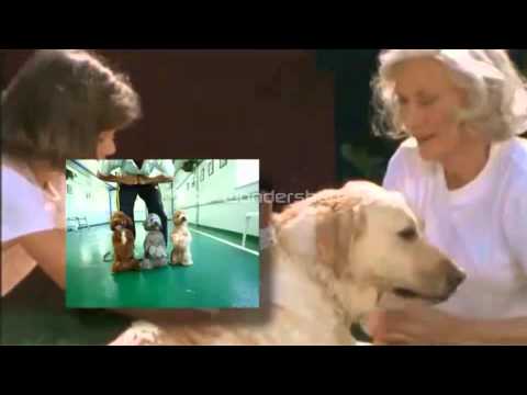 how to train service dogs book