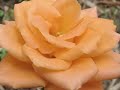 PRIMAVERA de LETY com FAMÍLIA LIMA ( PIQUETE / SP )