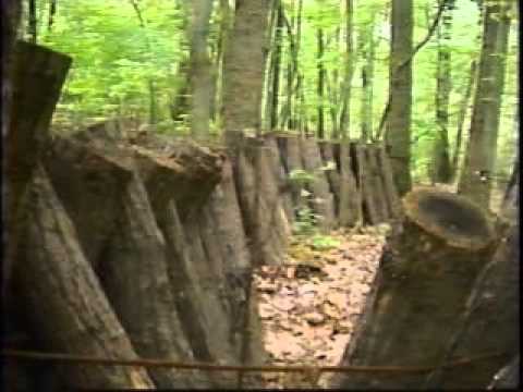 how to grow shiitake mushrooms