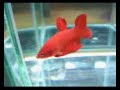 Super Red Super Best Plakat
