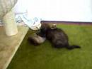 Arash und Bobby bei einem kleinen Fight.