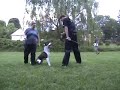 American Bulldog Zorro BST