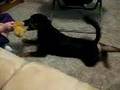 Squidney scratching for his toy!!