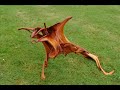 Leafy Dragon II Juniper Sculpture Wood Carving