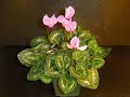 Time lapse of Cyclamen blooming