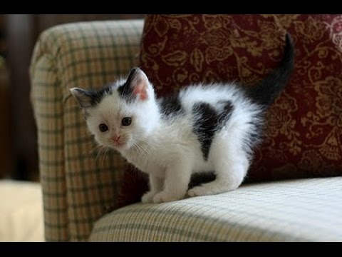 Funny Videos 2014 - Funny Cats Video - Funny Cat Videos Ever - Funny Animals Funny Fails 2014