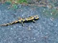 Feuersalamander still