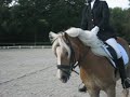 Haflinger Ermelo 2007