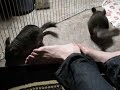 Chinchillas Faye and Julia pt. 2