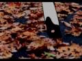 Warrior cats - Fire and Ice ~ prologue *OLD*