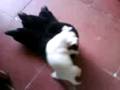 videos de iguala chihuahueños atacan pie de oso en iguala ¡¡¡