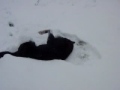 Snow Angel