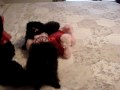 Teacup Poodle Toy poodles