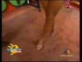 bikinis tempranito models tvazteca 3