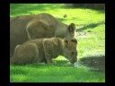 Lions