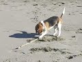 beagle-Arty e il difficile occultamento Arty-beagle and the difficult concealment