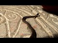 Click here to watch this video Ring-necked snake the size of a penny - part 3 - baby Diadophis punctatus