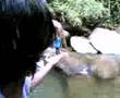 terjun tiruk