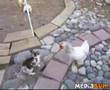 chicken bouncer