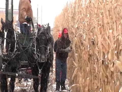 how to harvest corn by hand