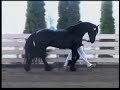 KFPS Approved Stallion Tjesse 400 w/ comments KFPS Approved Stallion Tjesse 400 w/ comments
