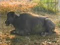parikram alrededor de vrindavan ii   sabiduria vedica