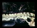 Dossiers Ovni 06 - Mutilations Animales 1/5