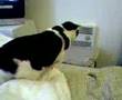 Moo vs. the heater 1 