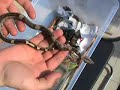 My NZ 6/08 Boa c. - mutation design