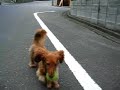 Miniature dachshund runs, catches and brings the tennis ball