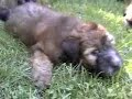 What a Wonderful Wheaten World!