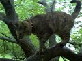 Cat in a Tree - Schumann on a Record Player - Thumb #1