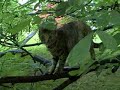 cat-in-a-tree-schumann-on-a-record-player.html