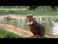 Hippo opens mouth wide for food 