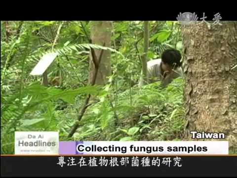 how to isolate fungi from soil sample