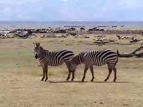 The Zebra Tango