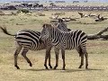 The Zebra Tango