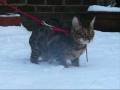 videos de snowww