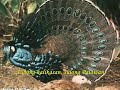 Palawan - \"Tubong Kalikasan\"